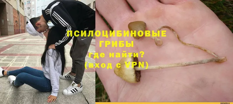 omg ТОР  Урюпинск  Галлюциногенные грибы мухоморы 